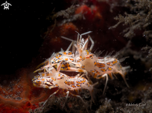 A Tiger Shrimp | Tiger Shrimp