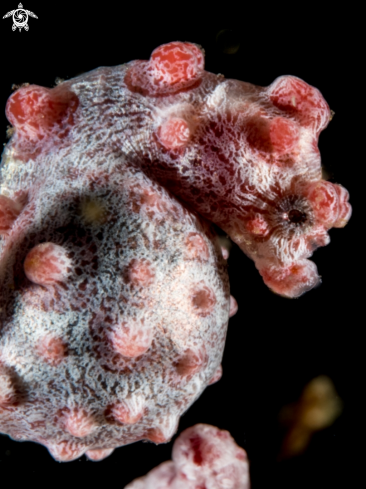 A Bargibanti Pygmi Seahorse