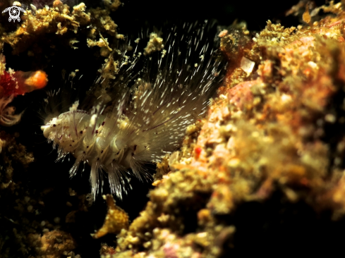 A sea worm 