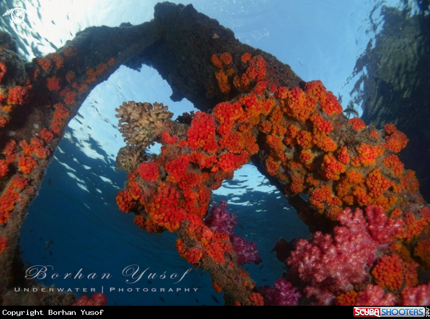 A Sun corals