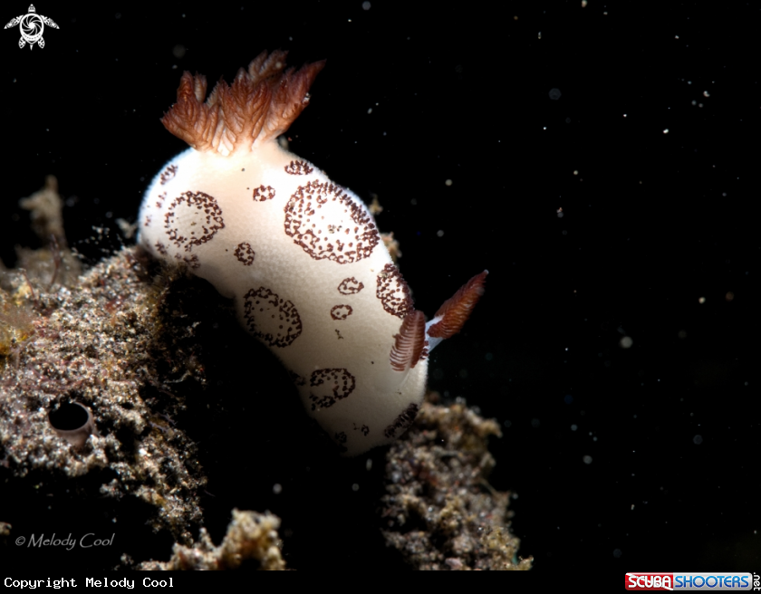 A Funeral Nudibranch