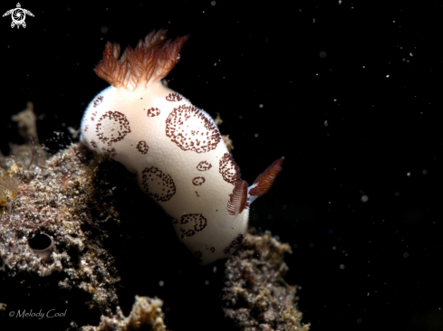 A Funeral Nudibranch