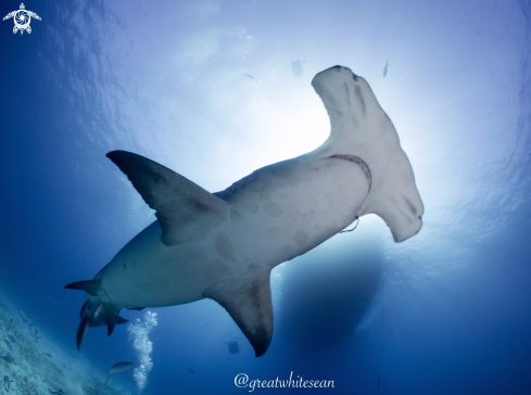 A Sphyrna mokarran | Great Hammerhead