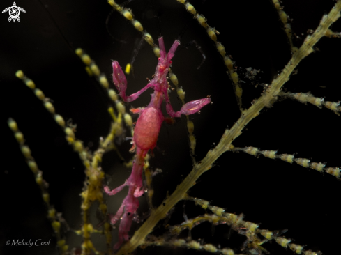 A Skeleton Shrimp