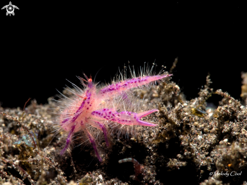 A hairy squad lobster (shrimp) 