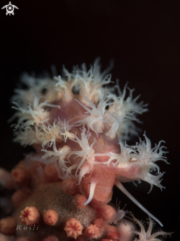 A Nudibranch