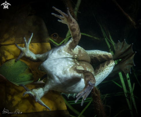 A Leopard Frog 