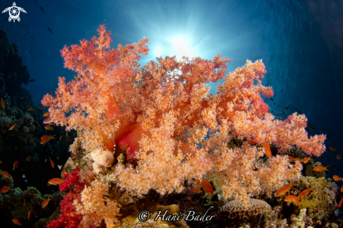 soft coral