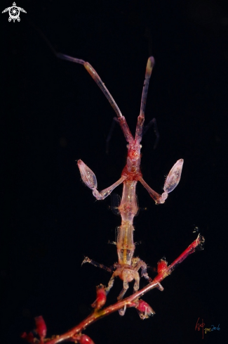 A Skeleton shrimp