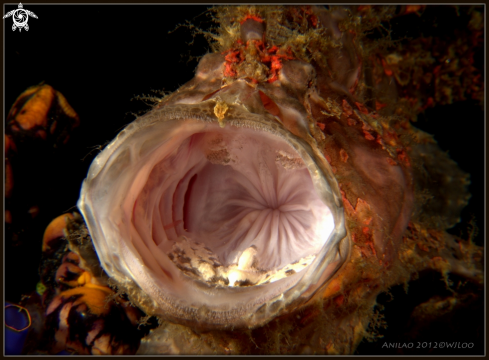 A Frog Fish