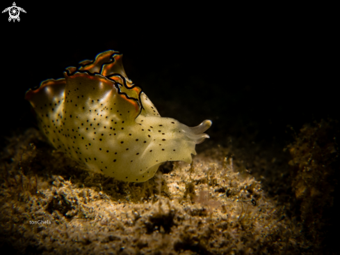 A Sea slug