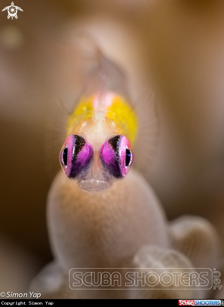 A Pink-eye Goby