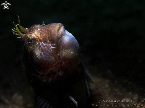 A Blenny 