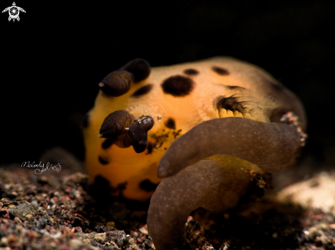 A Pikachu Nudibranch 