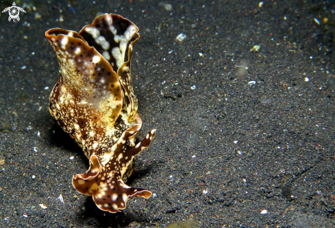 A nudibranch