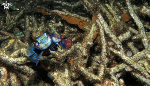 A mandarin fish