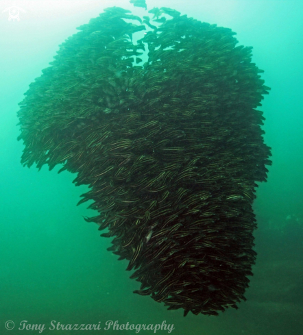 A Plotosus lineatus | Striped catfish