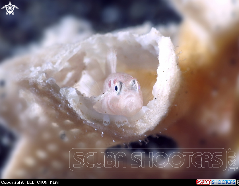 A WHITE GOBY