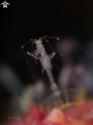 A Skeleton Shrimp