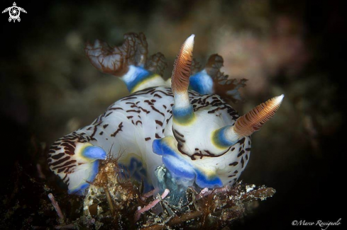 A Nembrotha lineolata