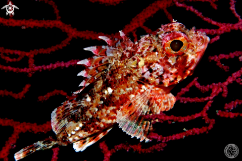 A Scorpionfish