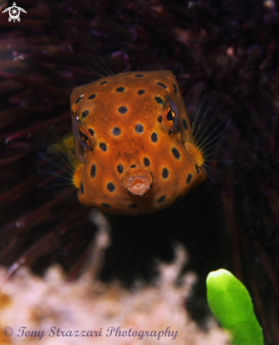 A Ostracion cubicus | Yellow boxfish