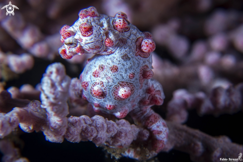 A Pigmy seahorse