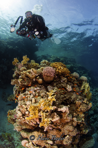 A coral reef