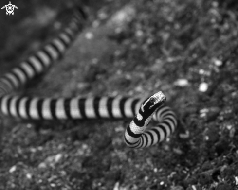 A Banded Sea Krait