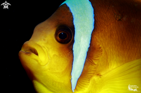 A Clark's Anemonefish