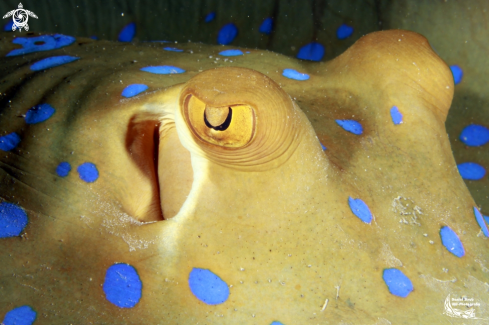 A Bluespotted sting ray