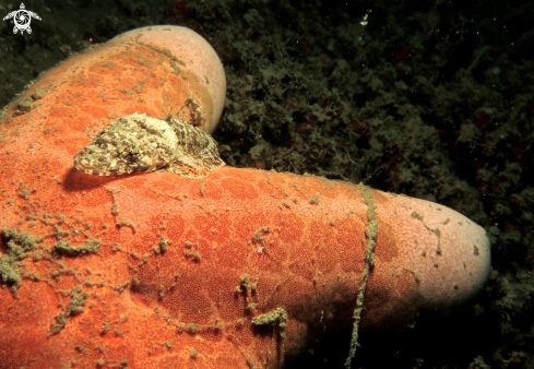 A crocodile fish (baby)