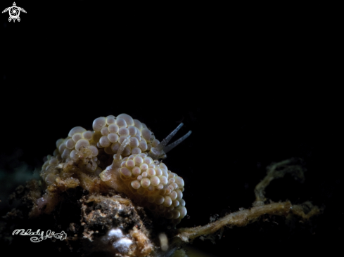 A Nudibranch