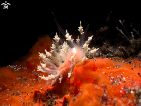 A Nudibranch