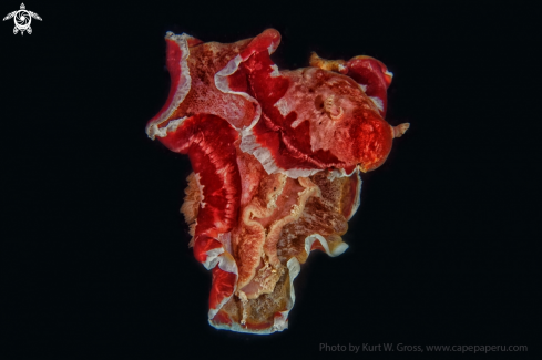 A Hexabranchus sanguineus | Spanish dancer
