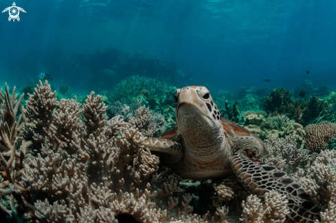 A Chelonia mydas 