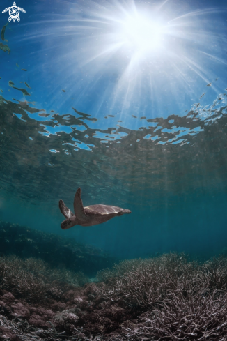 A Chelonia mydas