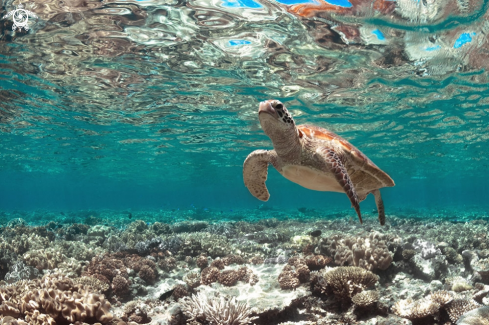 A Chelonia mydas 