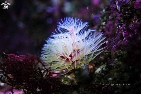 A Feather duster worm 