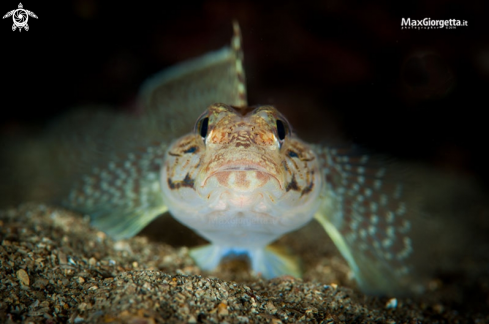 A Gobius bucchichi 