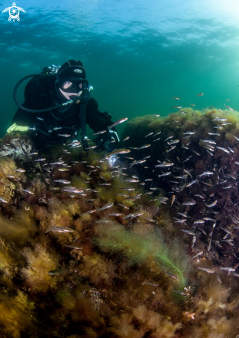 A Scuba diver