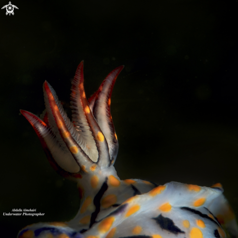 A Nudibranch