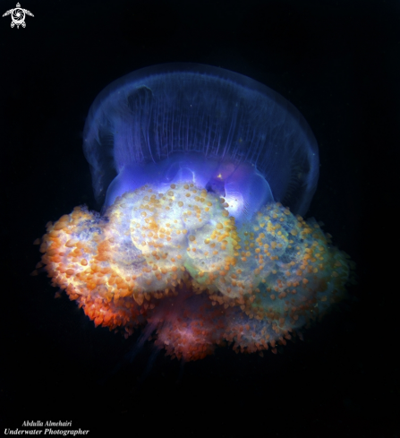 A JellyFish