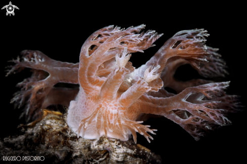 A Tree nudibranch