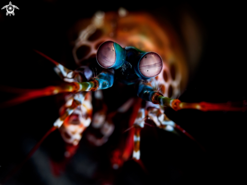 A Peacock Mantis Shrimp