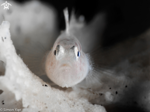 A Bryozoan Goby