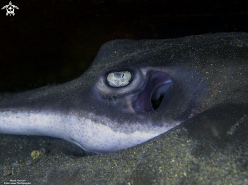 A StingRay