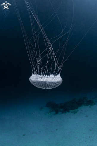 A Jellyfish