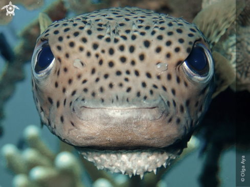 A Porcupine pufferfish