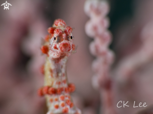 seahorse